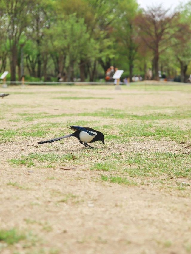 서울 가볼만한 곳, 서울숲