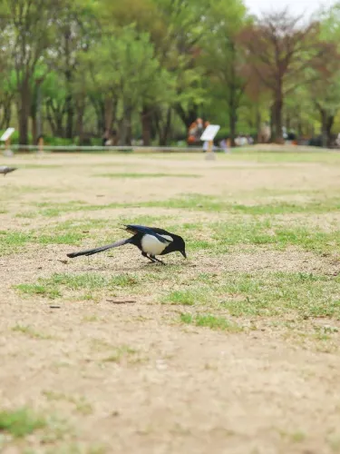 서울 가볼만한 곳, 서울숲