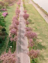 미사경정공원 겹벚꽃🌸