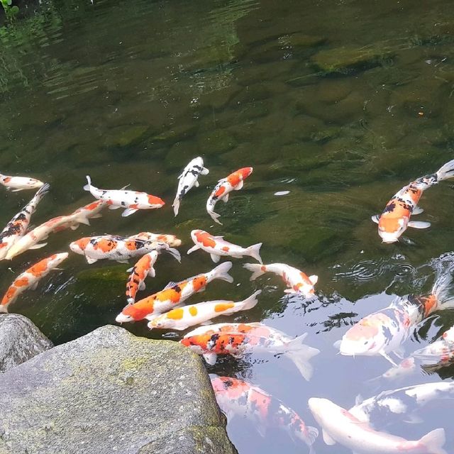 Beautiful Japanese garden  at Chiba