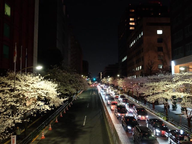 夜櫻絕景🌸🌸🤩🤩｜東京