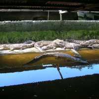 Ecotourism Attractions Crocodiles Farm