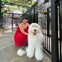 MUST VISIT DOG CAFE IN BANGKOK! 