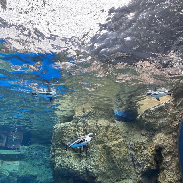 【京都】京都水族館に行ってきた！