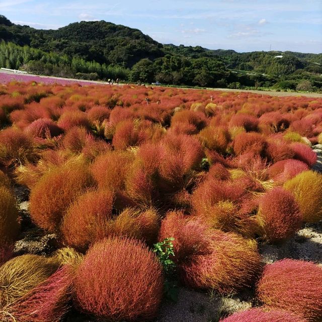 愛知県！知多半島にある秋のコキア畑