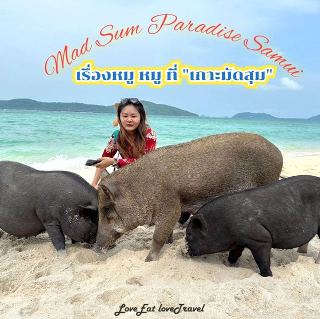 เกาะนี้มีแต่หมู🐷