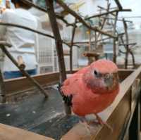 【大阪 東心斎橋】バードカフェで癒されちゃう🐦