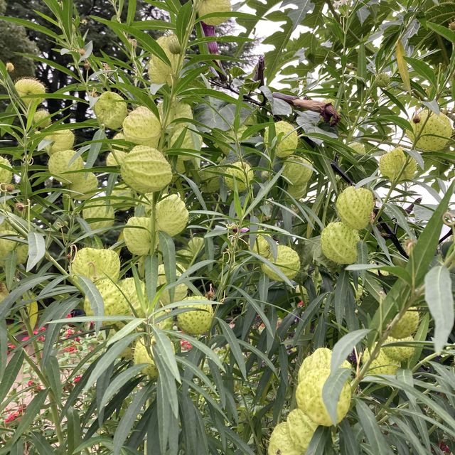 京都市　京都府立植物園