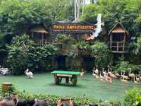 🦅 🐧 Fun Filled Day at Jurong Bird Park 😊
