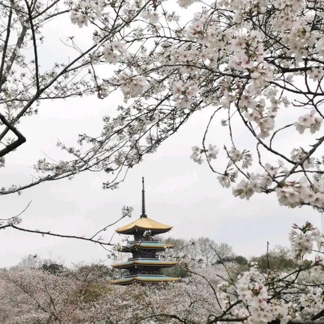 where memories blossoms at east lake WUHAN