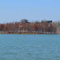 Xinlong Ecological Forest - Changzhou 
