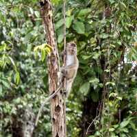 Kinabatangan Wildlife Sanctuary - Borneo, Mal