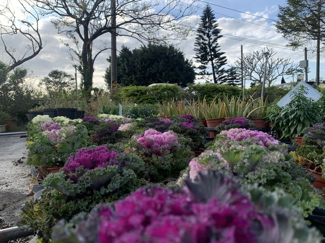 桃園景點-和春花卉農場