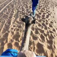Morocco Sahara Desert Camel Ride