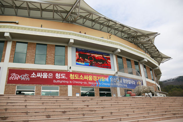 청도 소싸움축제