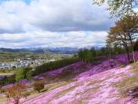 日本北海道東藻琴芝櫻公園