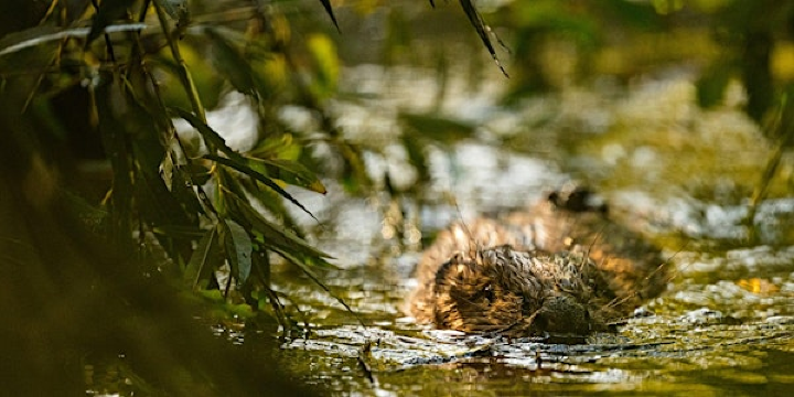 Align with Nature: Pilates & Beaver Tour | Bircham Eco Lodge,  Poole Farm