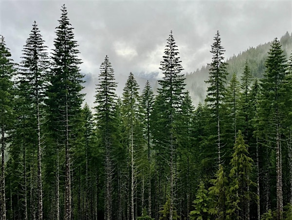 2026 Washington State SAF  Annual Meeting | Rainforest Art Center