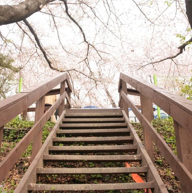 진해군항제 다음 달에 볼 수 있는 모습