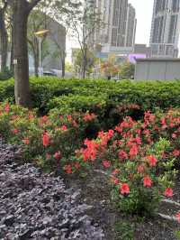 🌸荃灣公園賞花輕鬆遊🤗🌴🌳