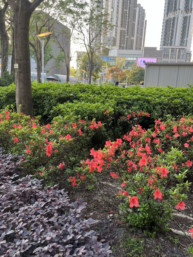 🌸荃灣公園賞花輕鬆遊🤗🌴🌳