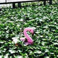 นาบ้านเราคาเฟ่ ฉะเชิงเทรา