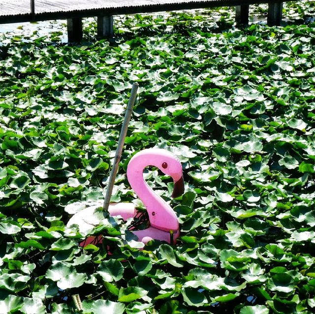 นาบ้านเราคาเฟ่ ฉะเชิงเทรา