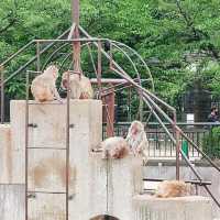 大迫力！４頭のゾウが暮らす京都市動物園