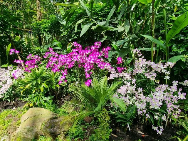 Nature Tranquil 
