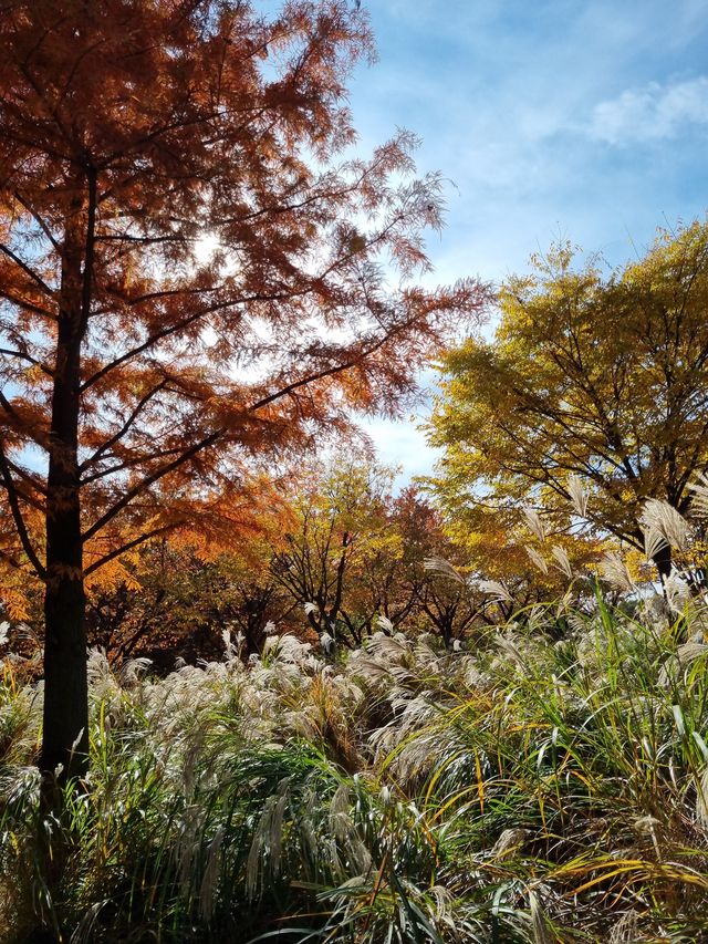 단풍놀이 하러 서울숲 어때요🍁