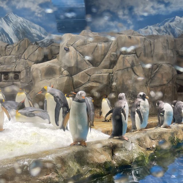 海洋公園生日慢遊