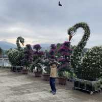 三角梅花展蝶豆花園之旅