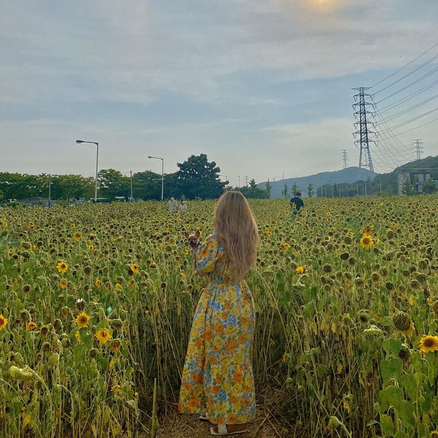 해바라기 가득한 대부해역관광본부