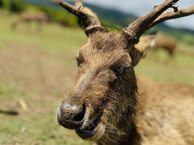 DEER OH DEAR