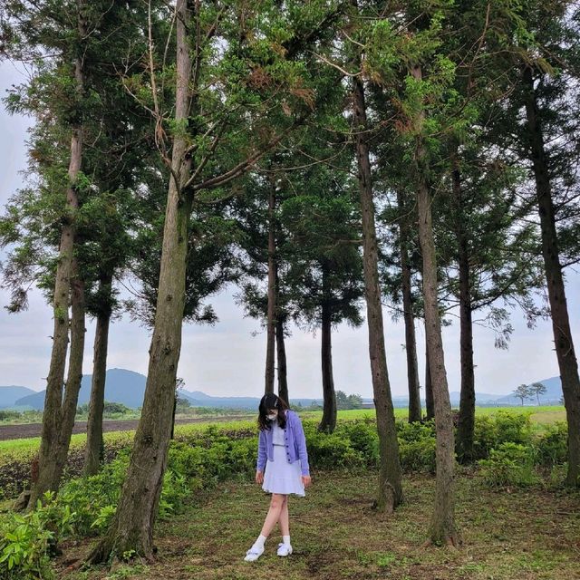 제주의 꽃을 느낄 수 있는 곳, 보롬왓