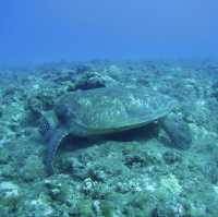 小琉球2日1夜睇海龜 🐢