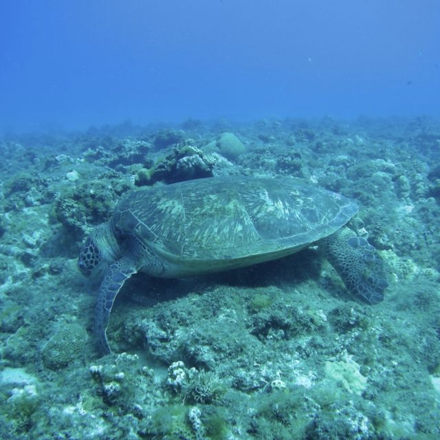 小琉球2日1夜睇海龜 🐢