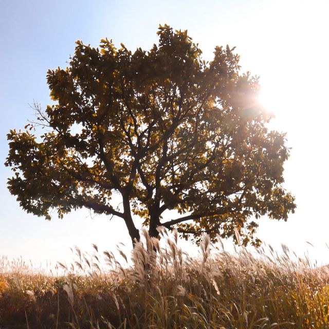 가을 억새 명소 경남 '황매산'🍂🌾
