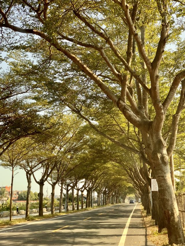 嘉義限定必拍美景｜小葉欖仁綠色隧道，極美鄉村田園景色超紓壓