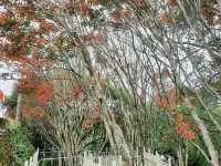 【桃園】復興景點-新溪口吊橋