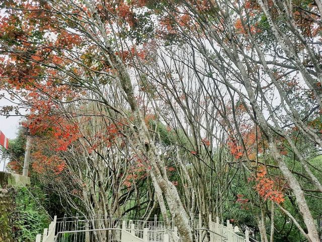 【桃園】復興景點-新溪口吊橋