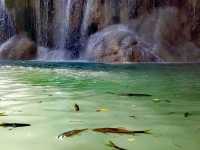 A relaxing 🦈 fish spa at Erawan Falls 💦🌿☘️