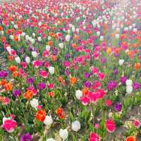 꽃순이들이라면 무조건 가야하는 필수코스🥰🌸