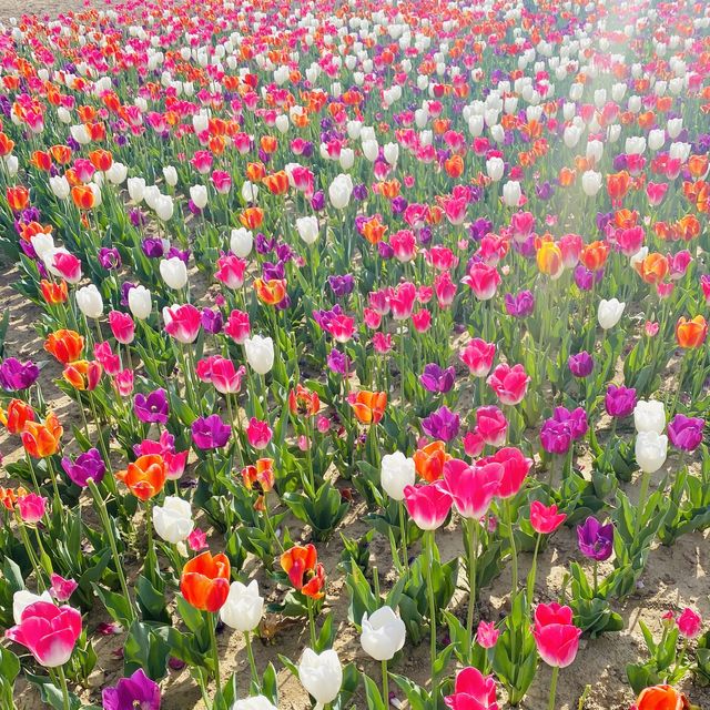 꽃순이들이라면 무조건 가야하는 필수코스🥰🌸