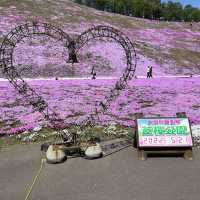 東藻琴の芝桜公園へ