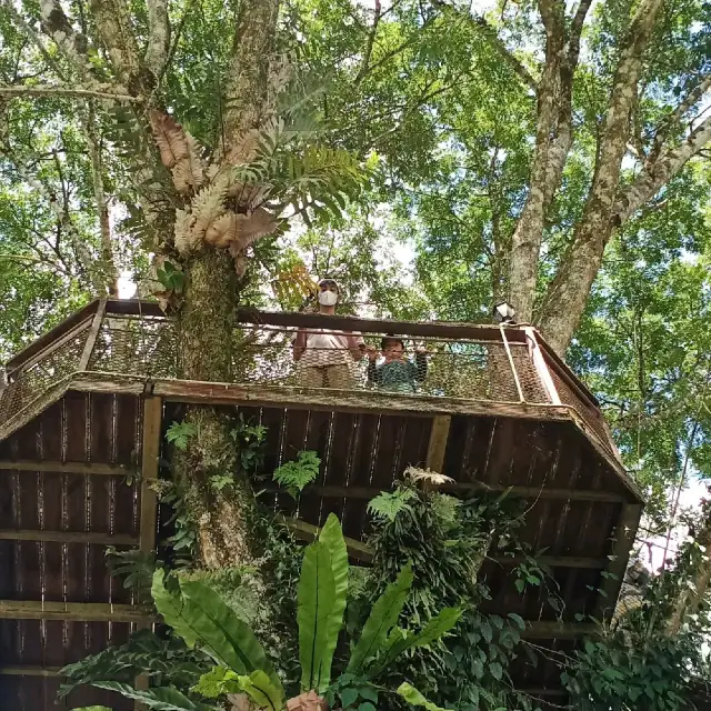 Sabah Tea Plantation