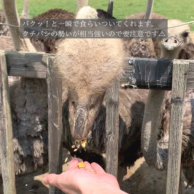 【北海道】スリル満点！？なエサやり体験