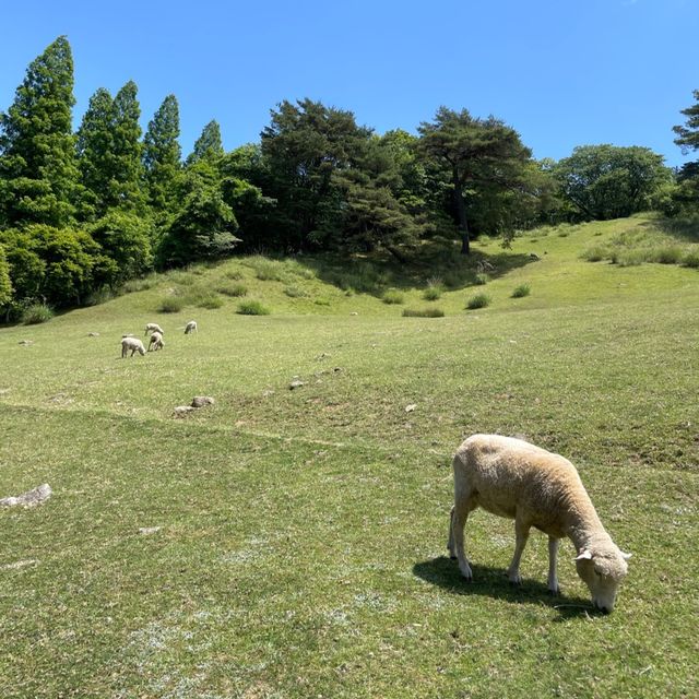 【神戸】六甲山牧場で牛さんソフト🐮🍦