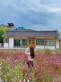 행궁동 속 작은 코스모스 밭 💐