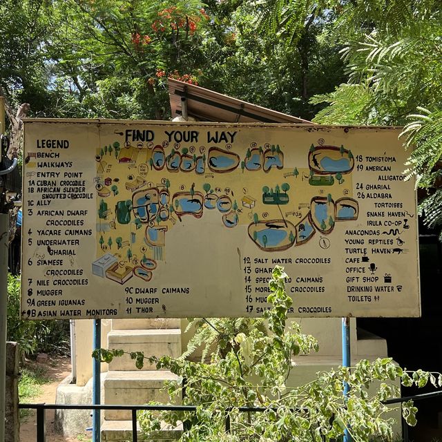 Fun with real crocodiles @ crocodile bank 